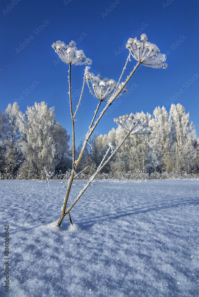Frozen gross under snow