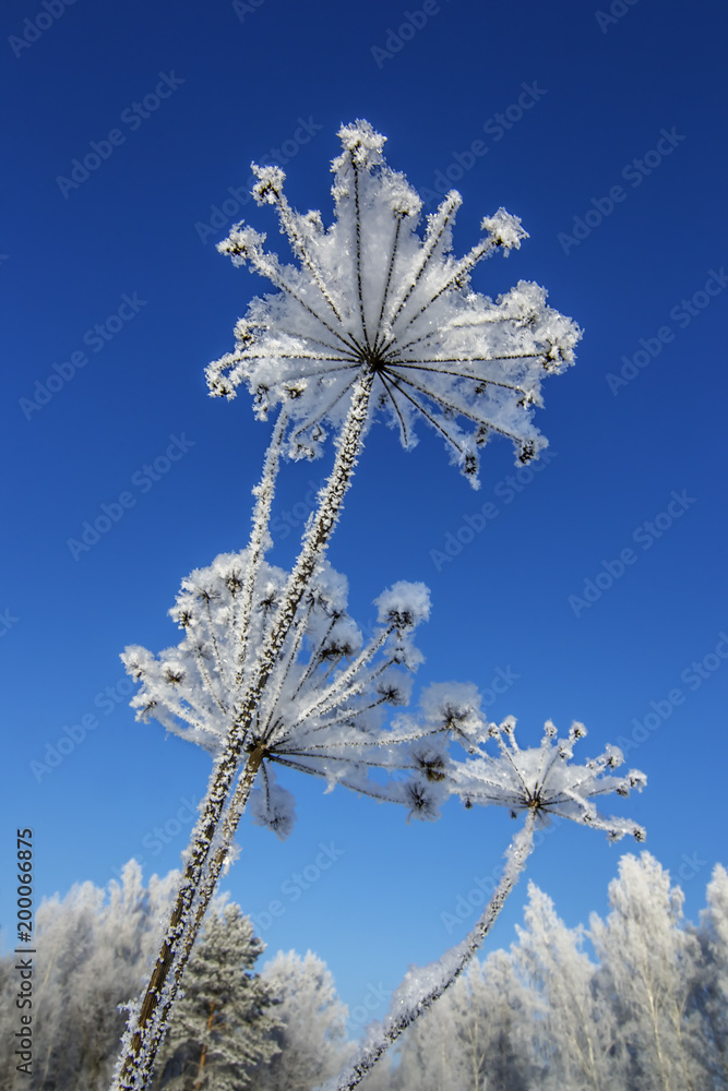 Frozen gross under snow
