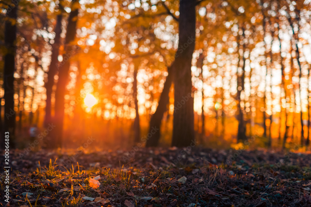 Autumn landscape and colorful leaves in sun rays and blurred bokeh background