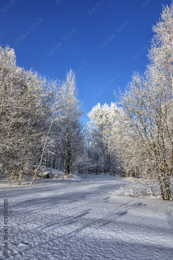 Vertical blue winter background with frozen trees in snow field