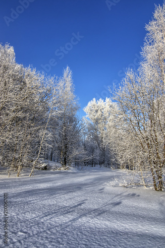 Obraz na płótnie Vertical blue winter background with frozen trees in snow field w salonie