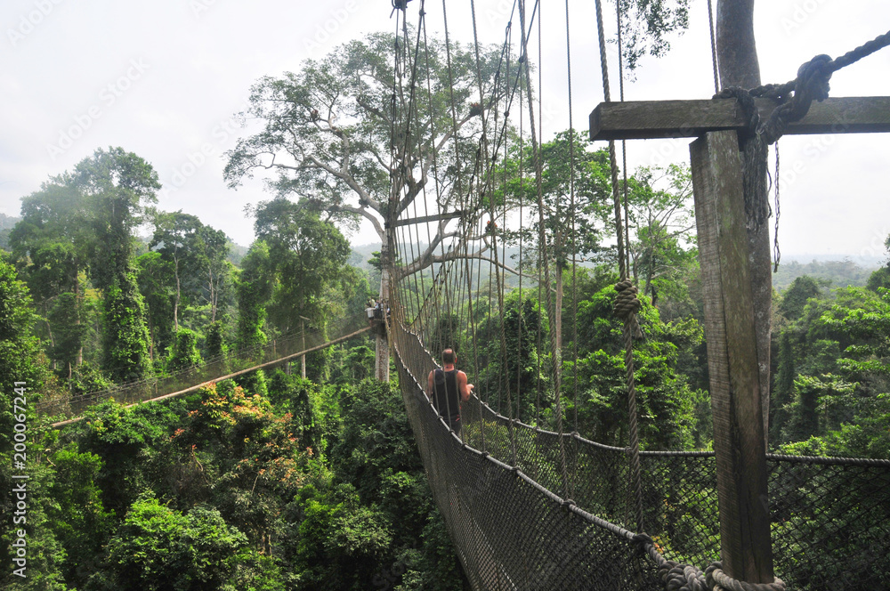 Fototapeta premium Kakum National Park with a canopy walkway 