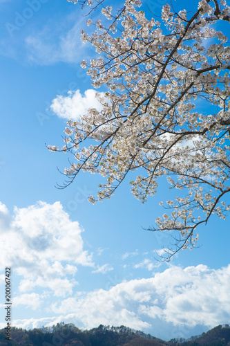 青空と桜