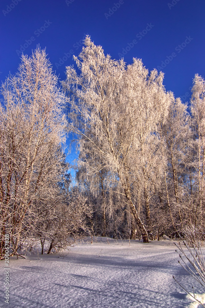 Vertical winter background with sunset frozen trees in snow field in sunrise