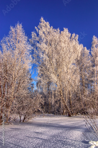 Obraz na płótnie Vertical winter background with sunset frozen trees in snow field in sunrise w salonie