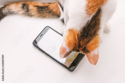 Tricolor cat sitting on the windowsill and looking at the smartphone screen