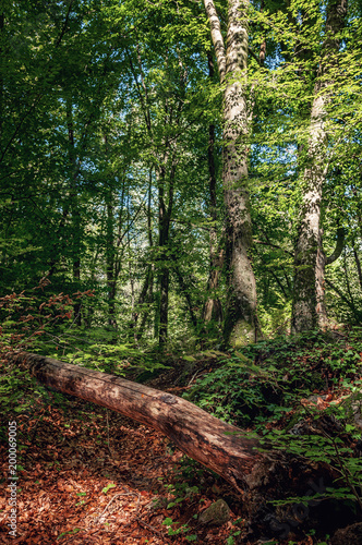 Beech forest in Spain. Beautiful landscape in the forest in autumn.