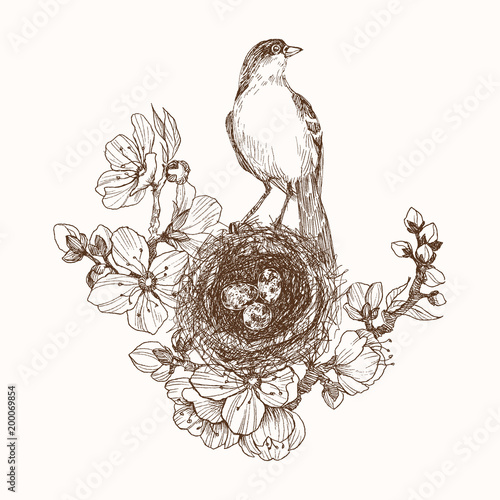 Vector illustration of hand drawn nest with spotted eggs and bird on blooming brunch. Graphic style, beautiful illustration. Engraving retro style