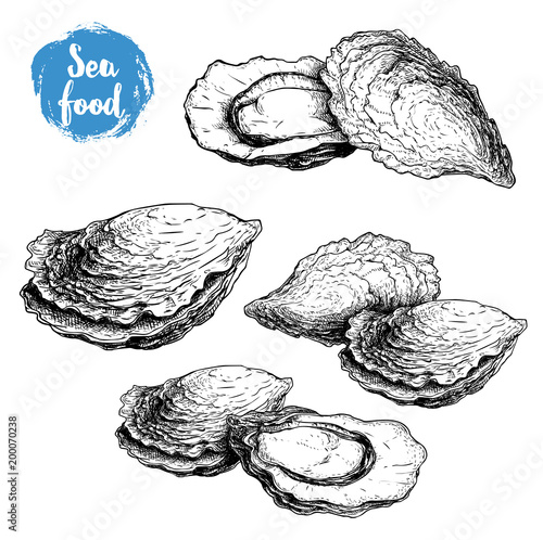 Hand drawn sketch oyster compositions set. Hand drawn illustration  of fresh seafood. Isolated on white background collection. Ideal for fish restaurant menu and sea food markets.