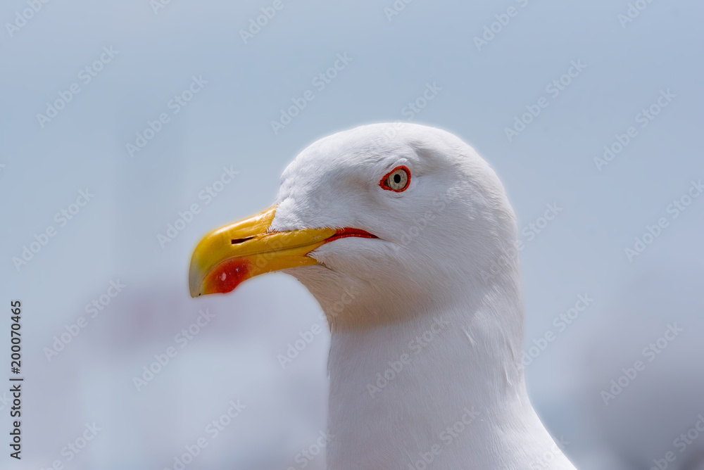 Detailed portrait of Yellow-legged gull (larus michahellis) Detailed portrait of Yellow-legged gull (larus michahellis)