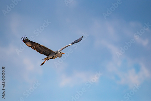 A Grey Heron (Ardea cinerea) in flight