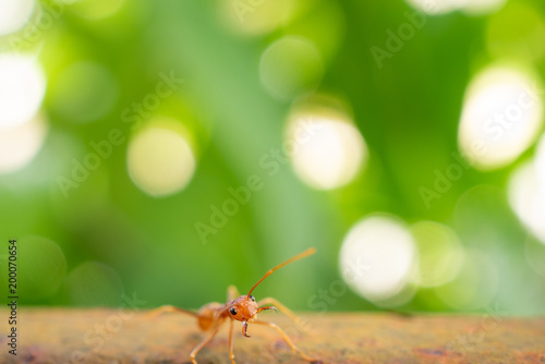 red ant