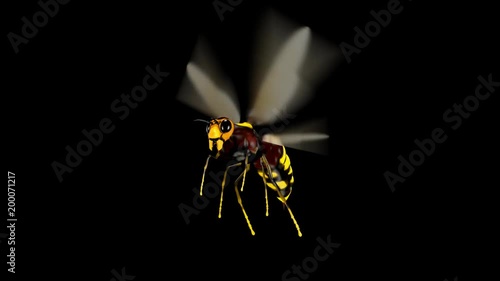 Bee. Looped. Alpha Channel Included.
