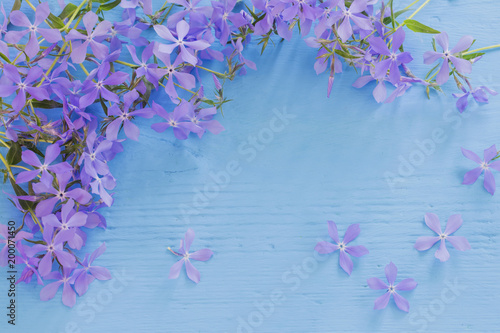 Tela periwinkle on  wooden background