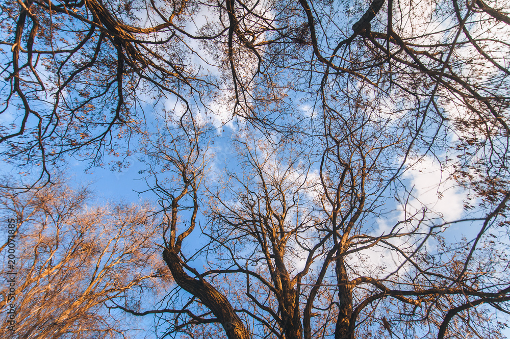 Obraz premium Crown trees. Bottom view. Wide angle photography.