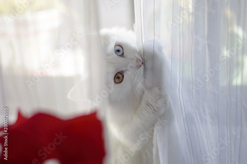 Fototapeta Naklejka Na Ścianę i Meble -  Un precioso gato blanco con un ojo de cada color en una casa mordiendo una cortina blanca con un toque de color rojo al lado izquierdo