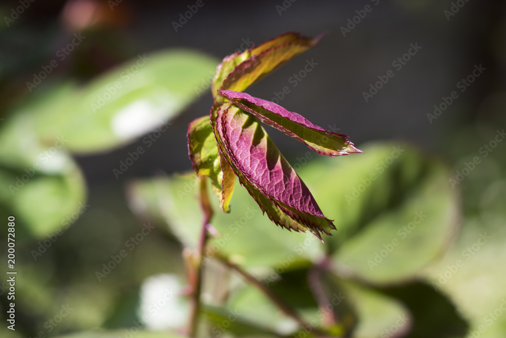 Fototapeta premium Tree branch bum macro and close-up. Nature backgrounds.