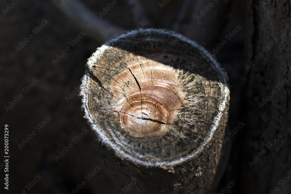 tree,wood,texture tree,wood,texture