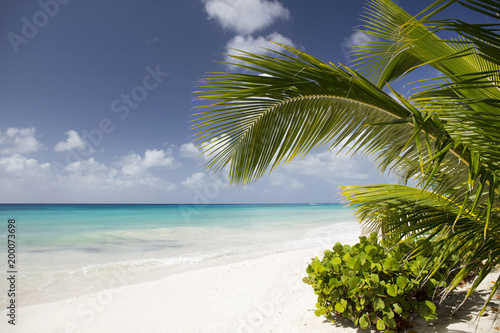Summer. Exotic vacations. Palm trees. Turquoise water. Sunny blue sky. Beautiful white-sand beach. 