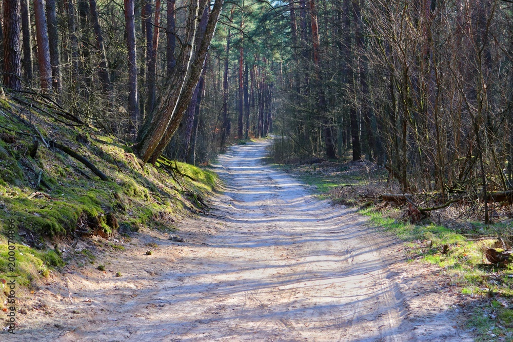 Way in the forest, Kampinos National Park (Kampinoski Park Narodowy), Mazovia, Poland. - obrazy, fototapety, plakaty 