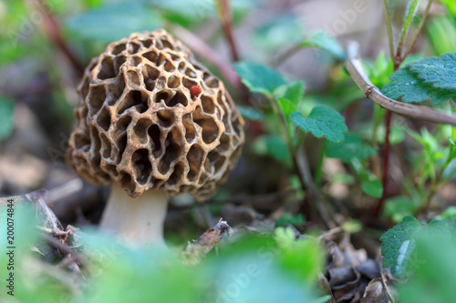 macro photo of a outlandish Morel mushroom hiding in the grass in the spring forest