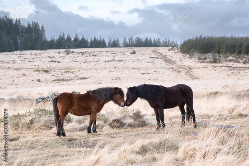Two dartmoor ponies touching noses dartmoor devon uk © annacurnow