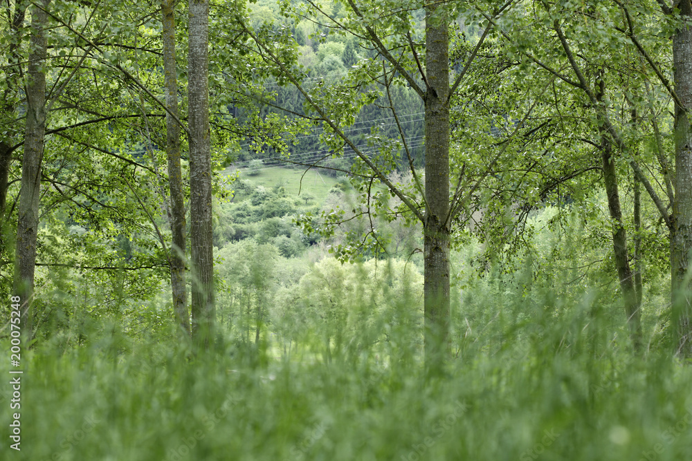 Obraz premium forest