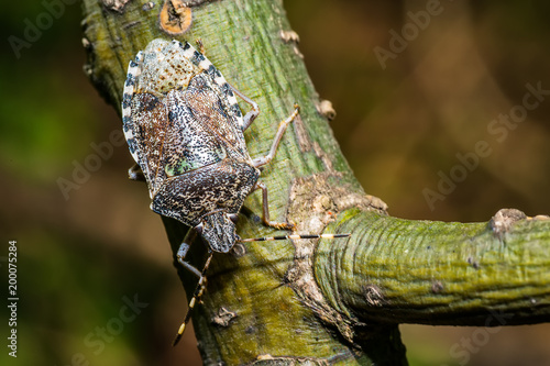 Canvastavla Stink bug on stick