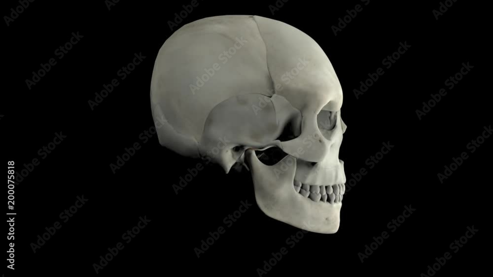 Skull. Looped. Alpha Channel Included. Skull. Looped. Alpha Channel Included.