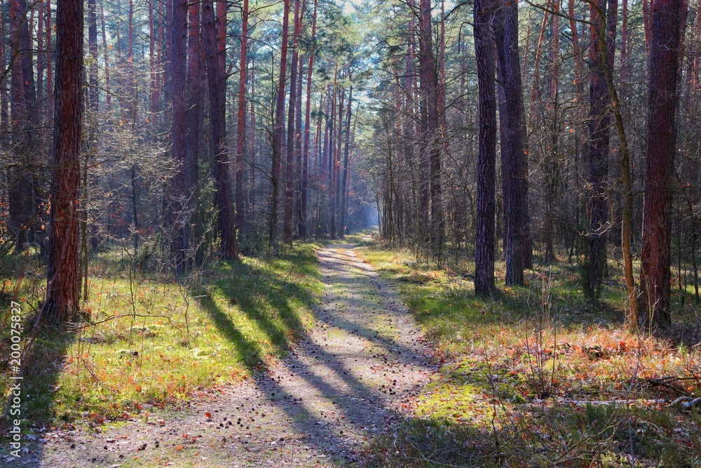 Road among trees, Kampinos National Park (Kampinoski Park Narodowy), Mazovia, Poland. - obrazy, fototapety, plakaty 