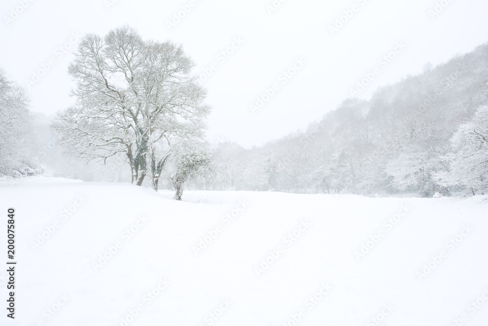 Lone tree in a field in winter surrounded by woodland