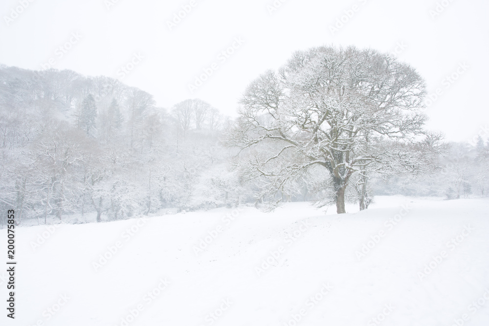 Lone tree in a field in winter surrounded by woodland Lone tree in a field in winter surrounded by woodland