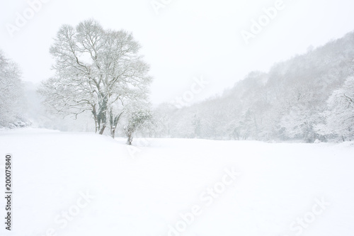 Lone tree in a field in winter surrounded by woodland