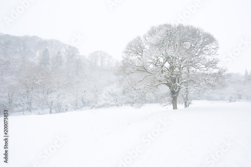 Lone tree in a field in winter surrounded by woodland