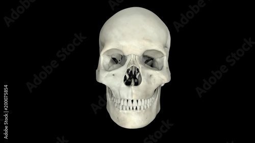 Skull. Looped. Alpha Channel Included.