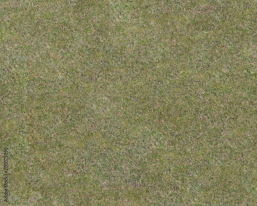 Shallow grass of medium density. Gray-green shade. View from above. Seamless texture