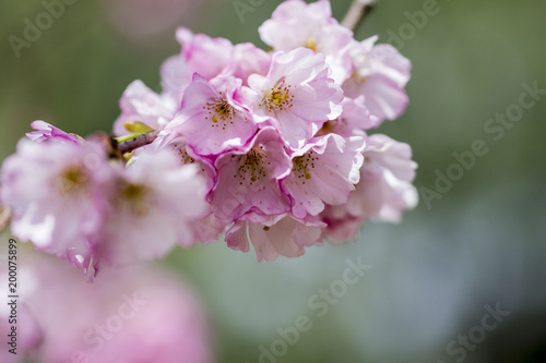 cerisier en fleurs 