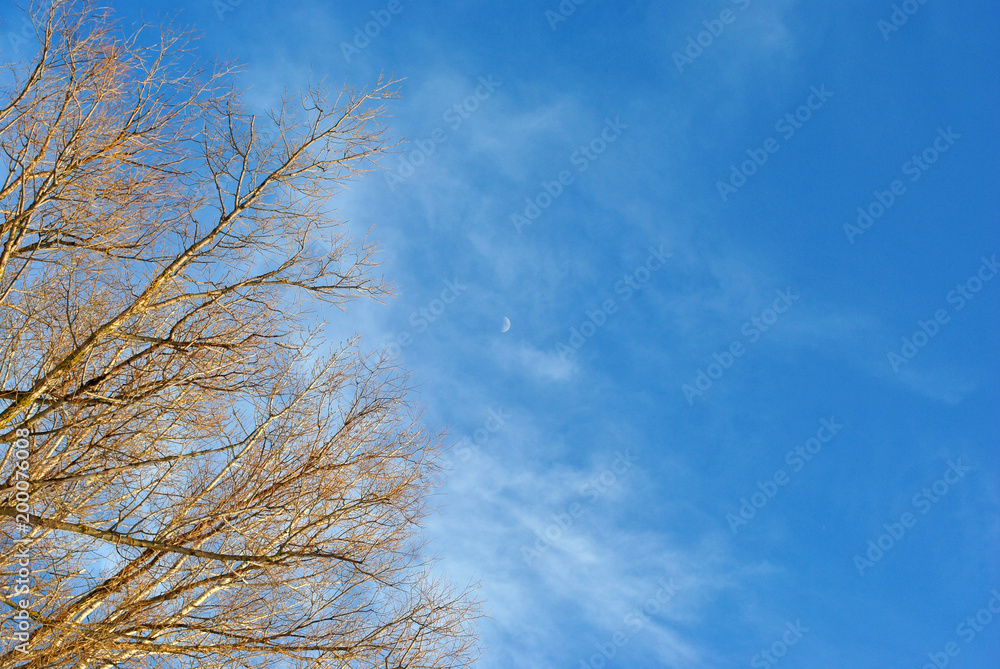Willow trees branches without leaves on the cloudy sky background with small thin moon Willow trees branches without leaves on the cloudy sky background with small thin moon