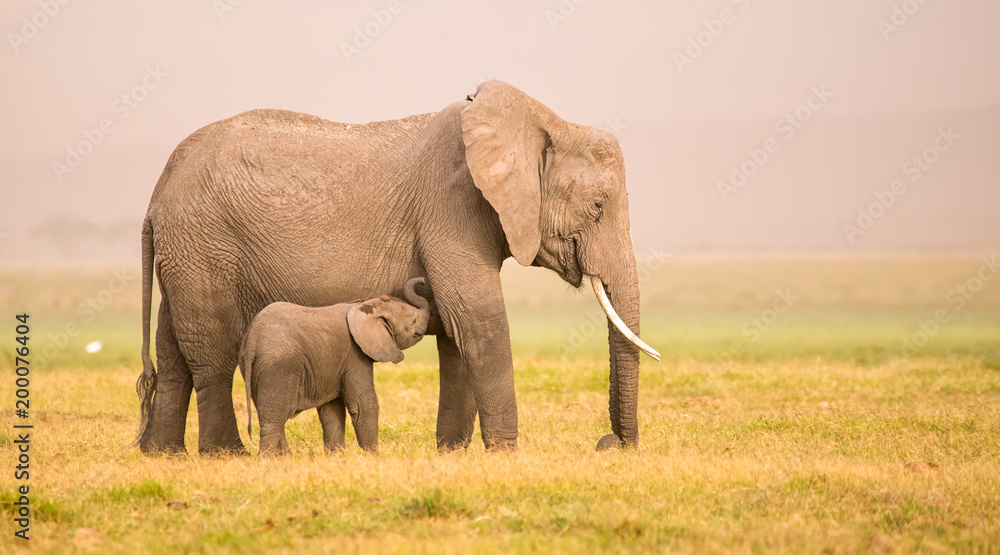 Afrikanische Elefanten-Mutter und ihr Kind in der Savanne