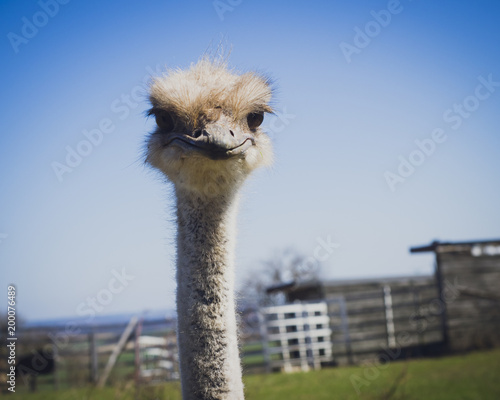 Portrait of an ostrich with looking funny towards camera
