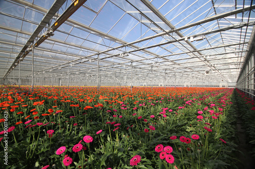 Field of gerbera flowers in a greenhouse in Nieuwerkerk aan den IJssel with red and purple lights to let them grow faster.