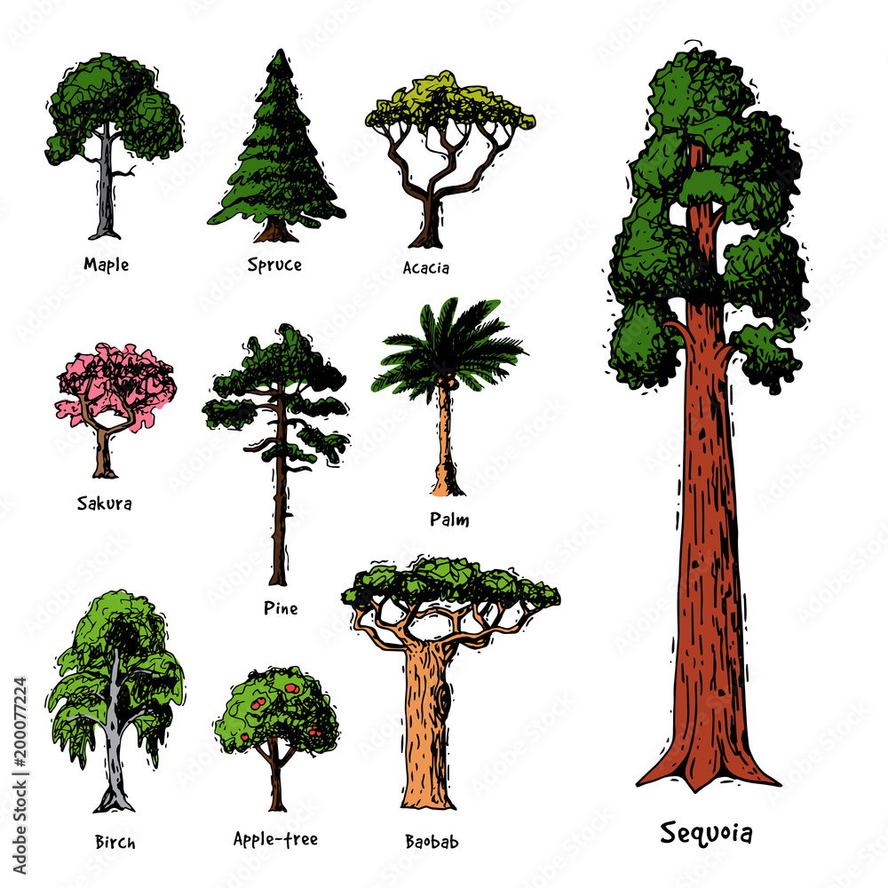 Tree types vector green forest pine treetops collection of birch, cedar and  acacia or realistic greenery garden with palm and sakura illustration  isolated on white background Stock-Vektorgrafik | Adobe Stock
