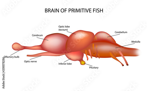 BRAIN OF PRIMITIVE FISH