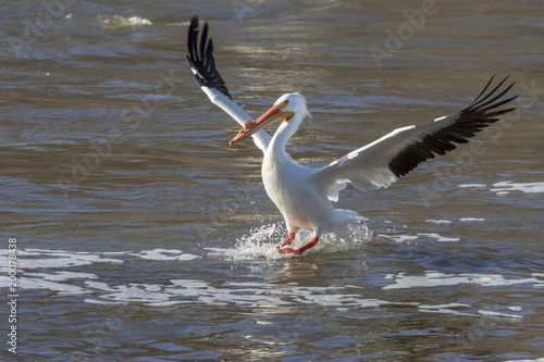 American white pelican (Pelecanus erythrorhynchos) in breeding plumage landing on water, Saylorville, Iowa, USA