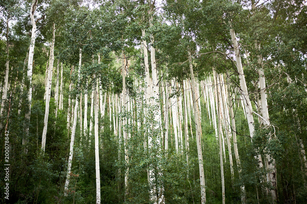 Fototapeta premium Plantation of tall aspen trees on a mountain