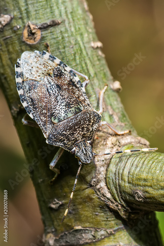 Quadro su tela Stink bug on stick