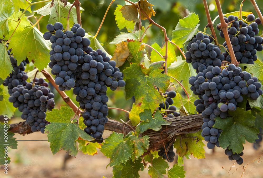 Obraz premium ripe red grape clusters on the vine