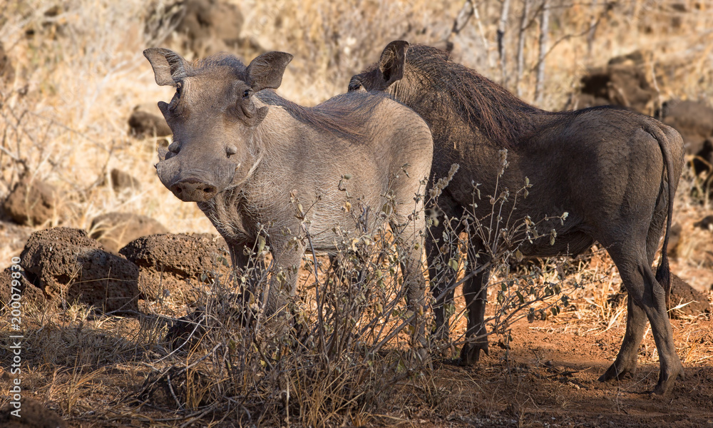 Zwei Warzenschweine auf rotem Sand in Afrika