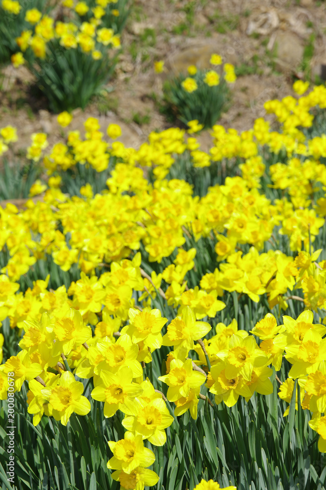 満開に咲く水仙
