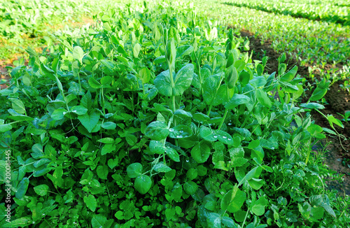 Green pea crops in growth photo